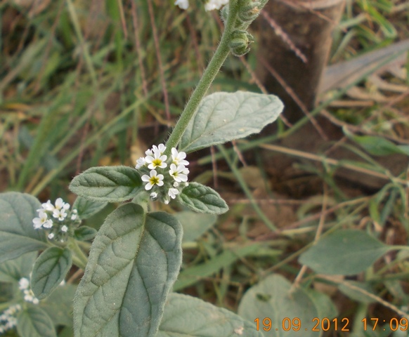 bella infestante - Heliotropium europaeum